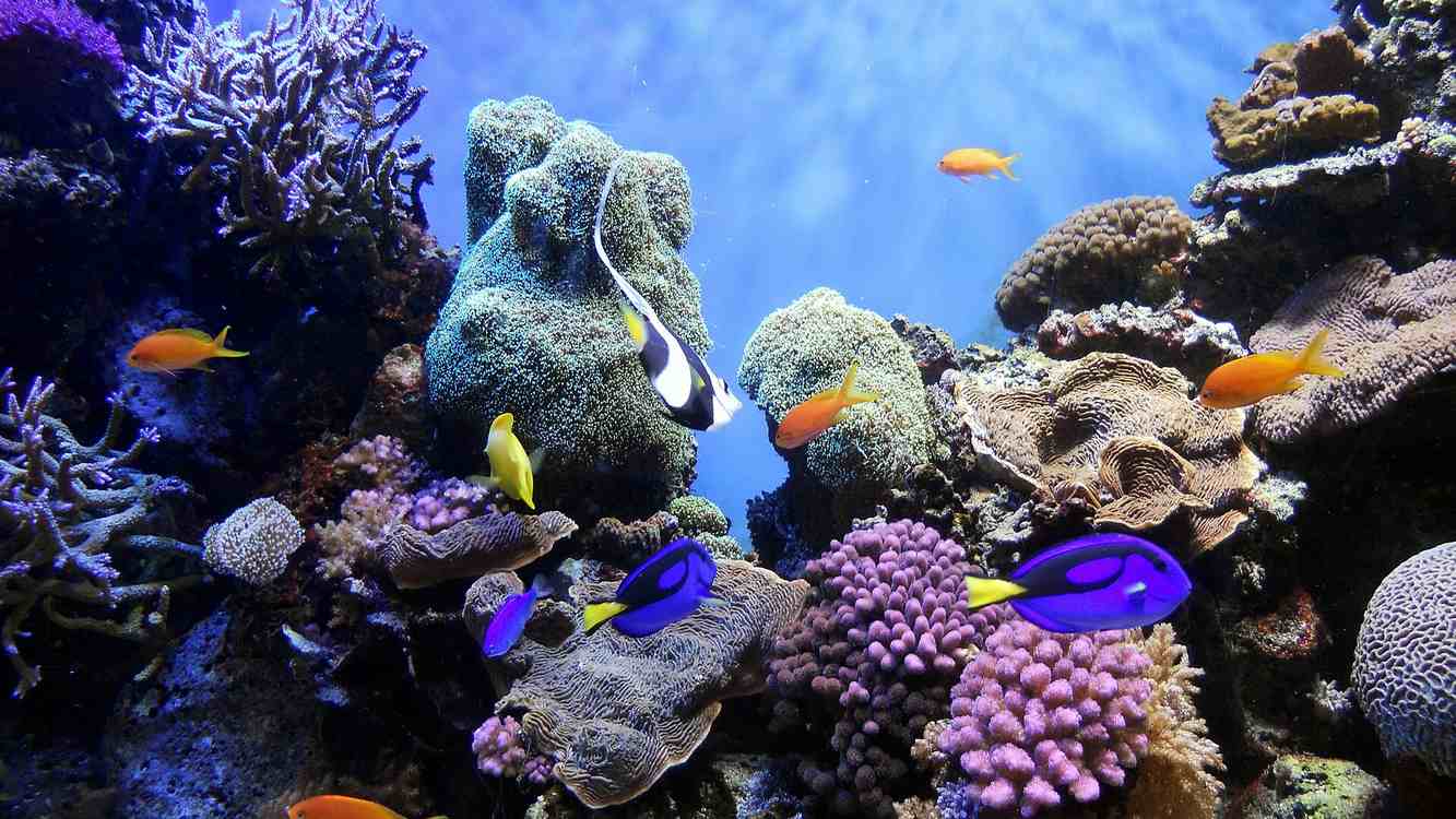 Bloomberg's $260M Gift Protects Our Oceans for Tomorrow