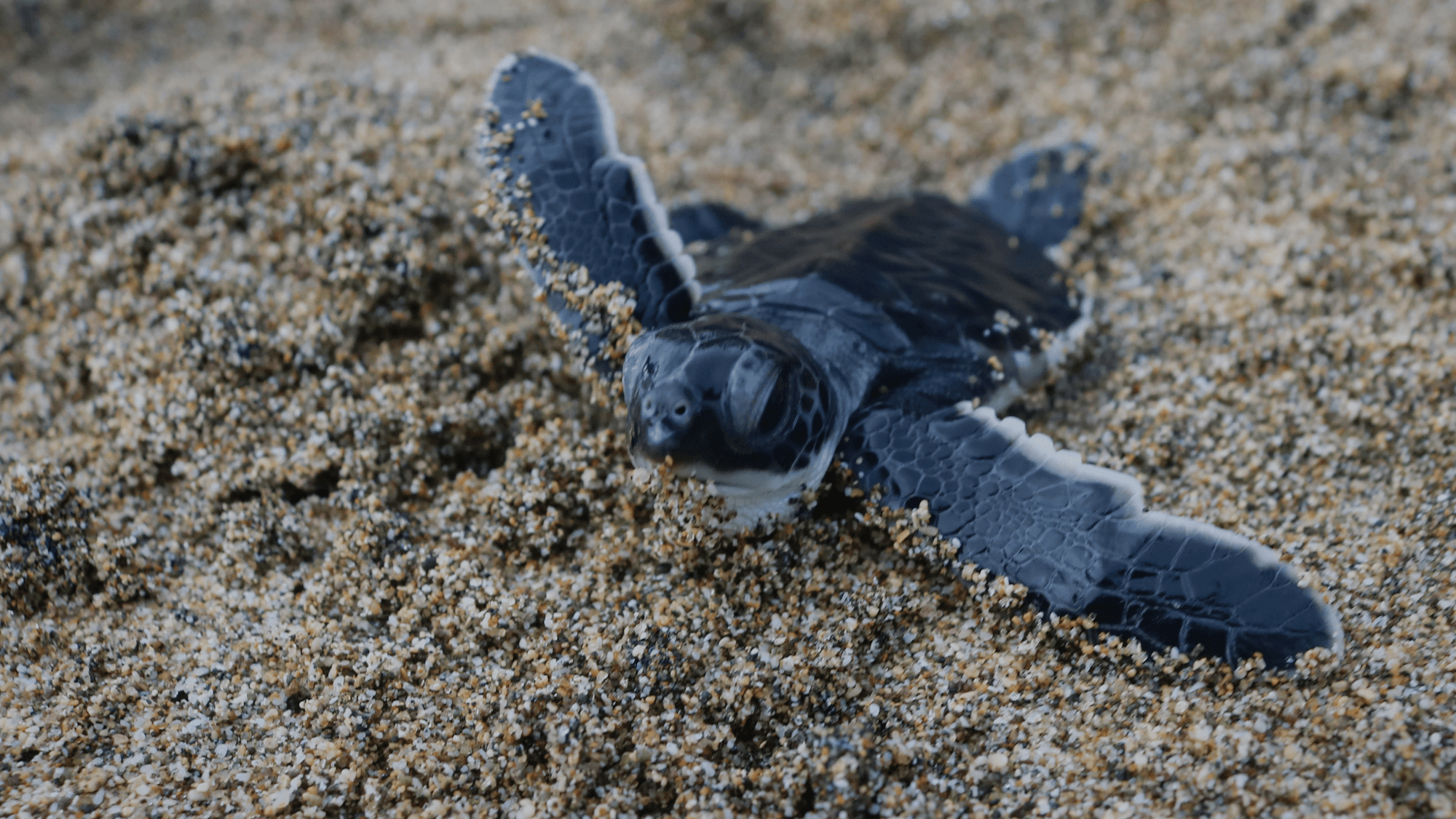 How to Help a Baby Turtle Find Its Way Home
