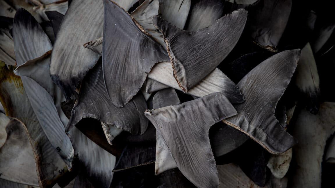 China's shark fin slaughter invites US trade war