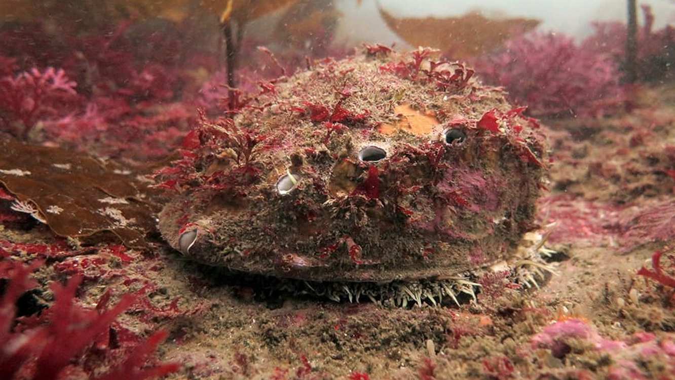 Rare White Abalone Spotted After Five Years, Offering Hope