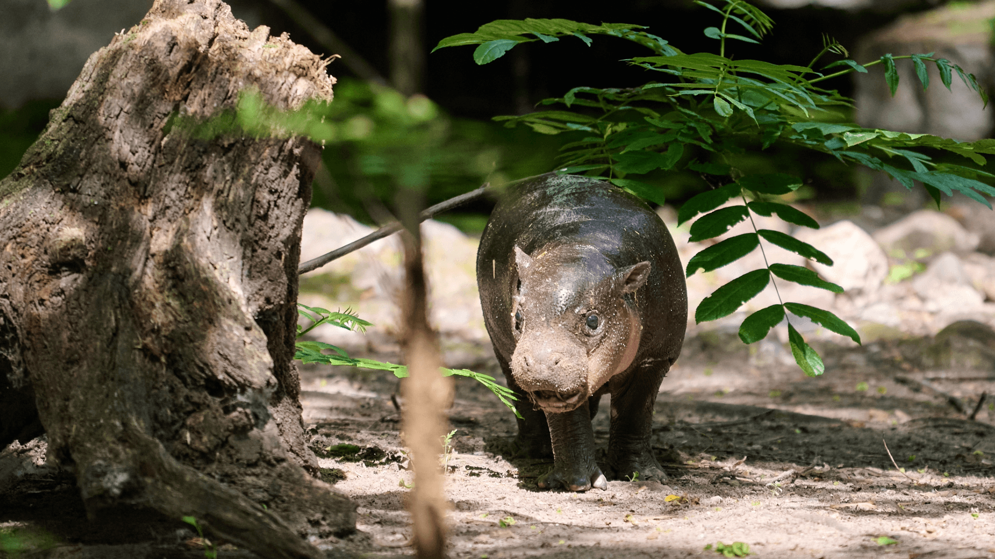 Berlin Zoo's Tiny New Arrival Already Stealing Hearts