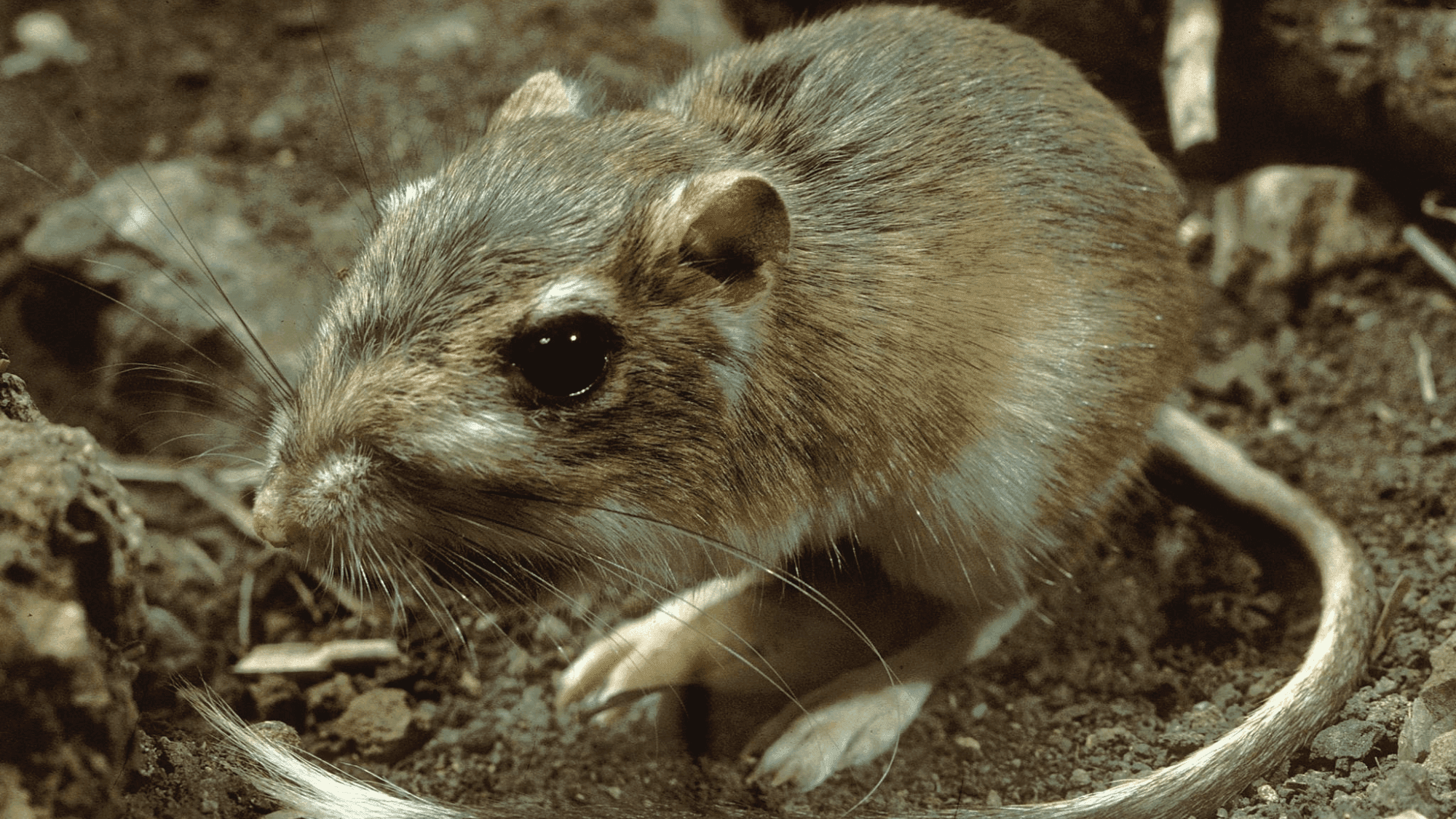 Ranchers and Conservationists Team Up for Tiny Texas Hoppers