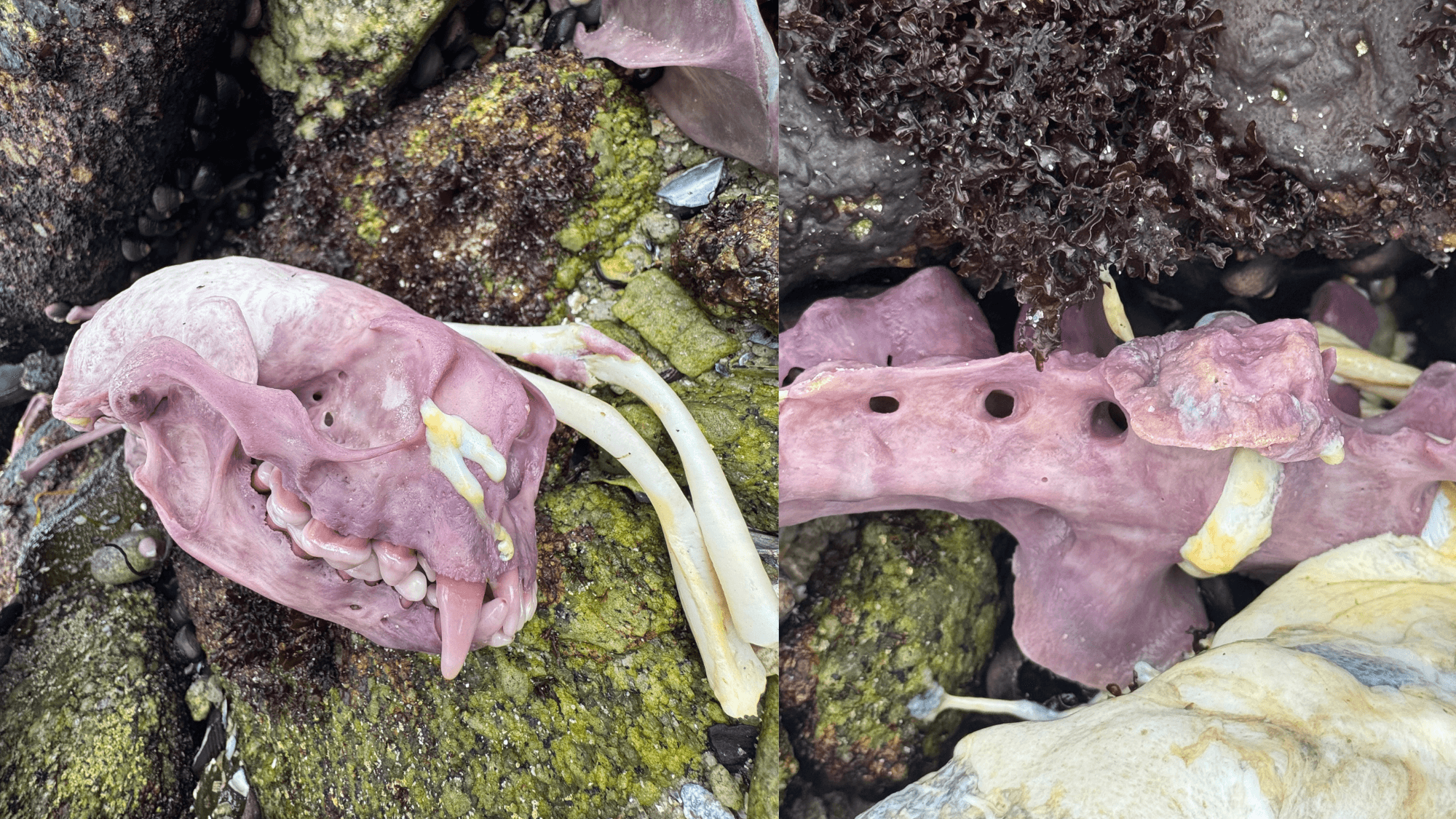 Purple sea otter bones tell a beautiful California story