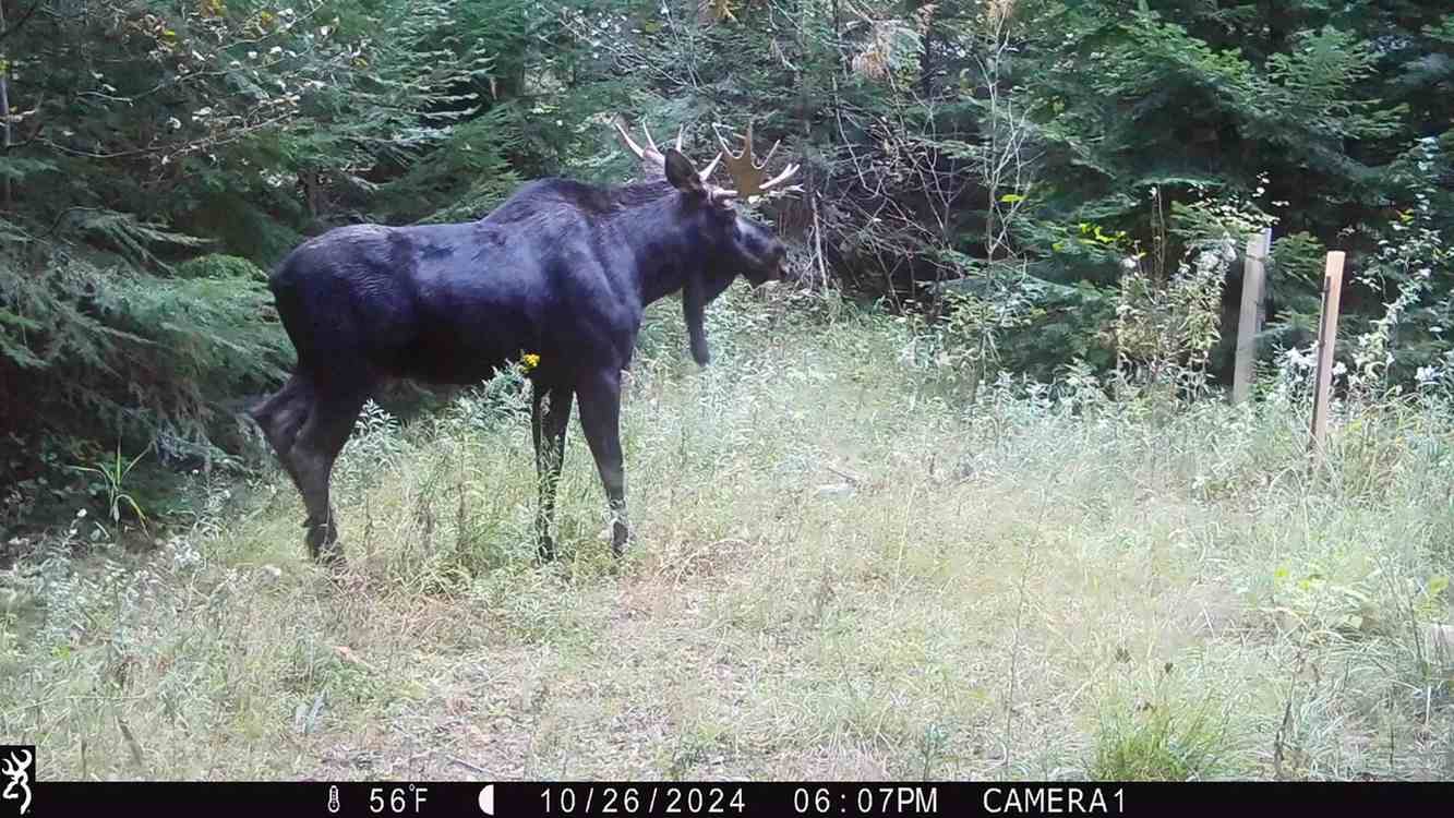 Washington Man Gifts Wildlife Back to Native Tribe