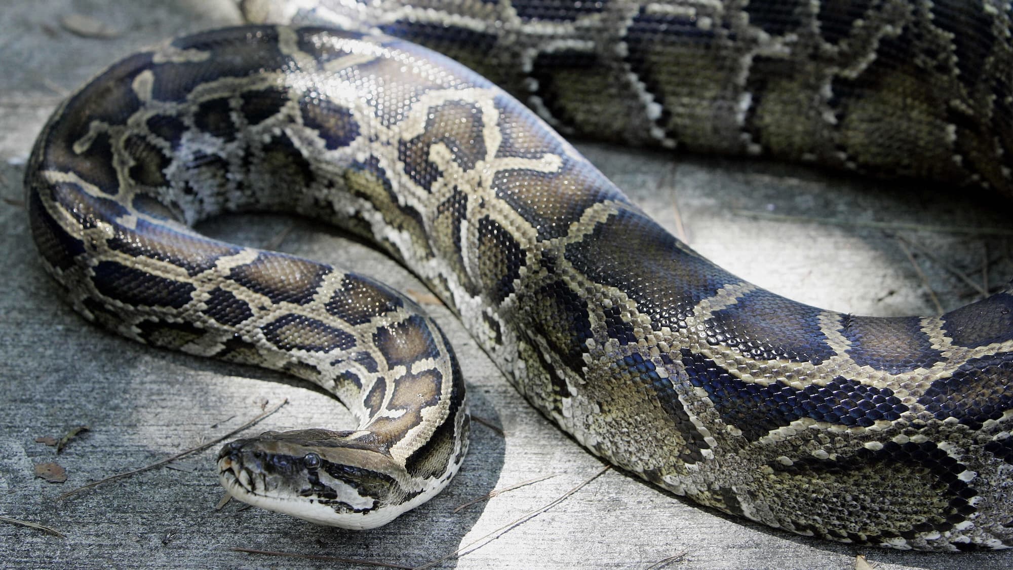 Pizza Shop Trades Slices for Pythons, Wins Twice