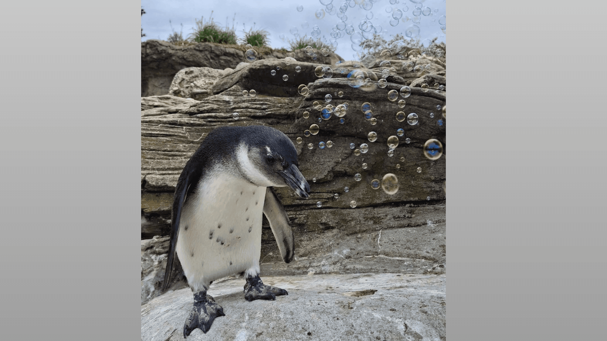 Walter the penguin finds pure joy in bubble pops