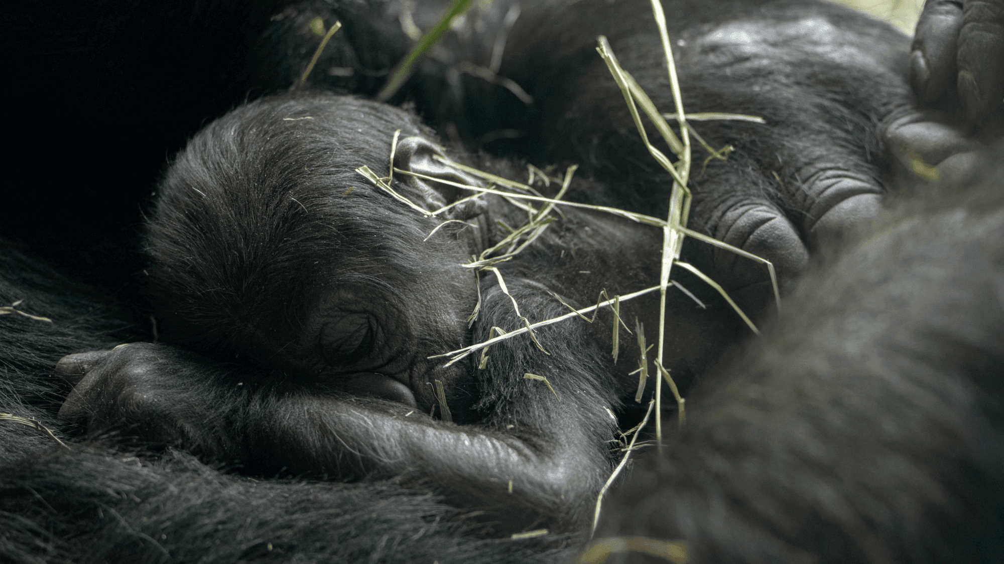 Ultrasound Tech Reveals What Endangered Gorillas Are Hiding