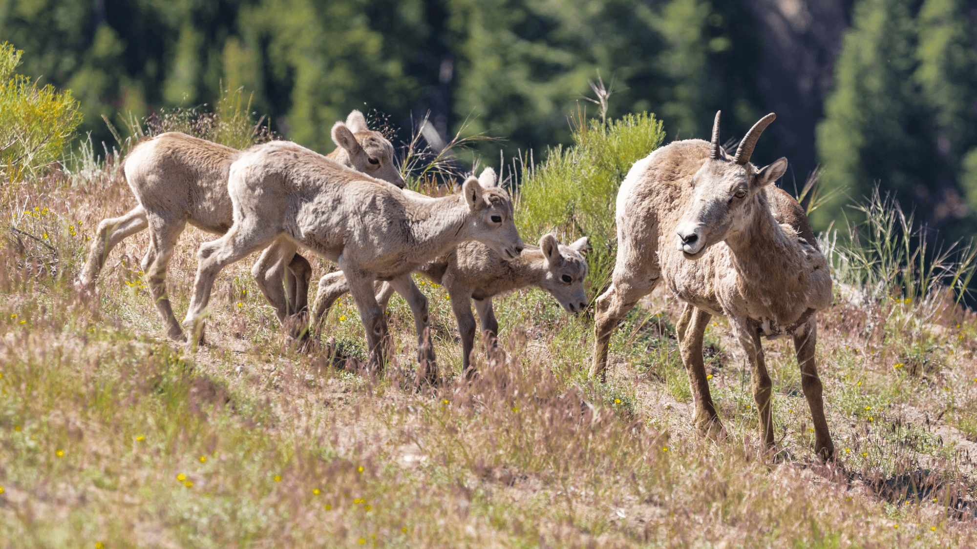 Baby Animals Arrive at Yellowstone—Watch from Afar