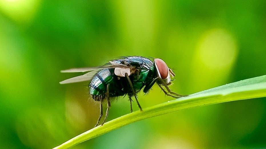 Trump's USDA Defeats Flesh-Eating Screwworm Threat