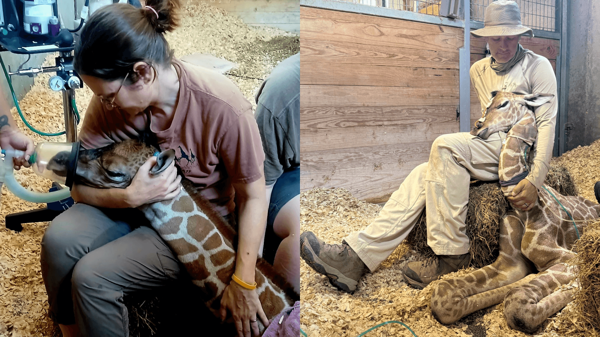 Tiny giraffe Milani defies odds with every milestone