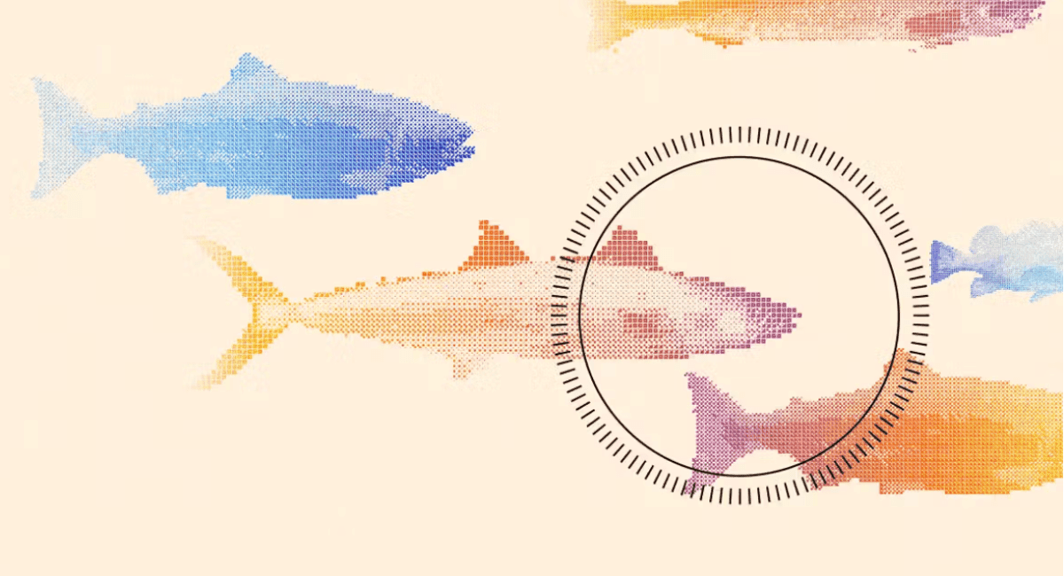 Robot Rethinks Humane Fish Slaughter