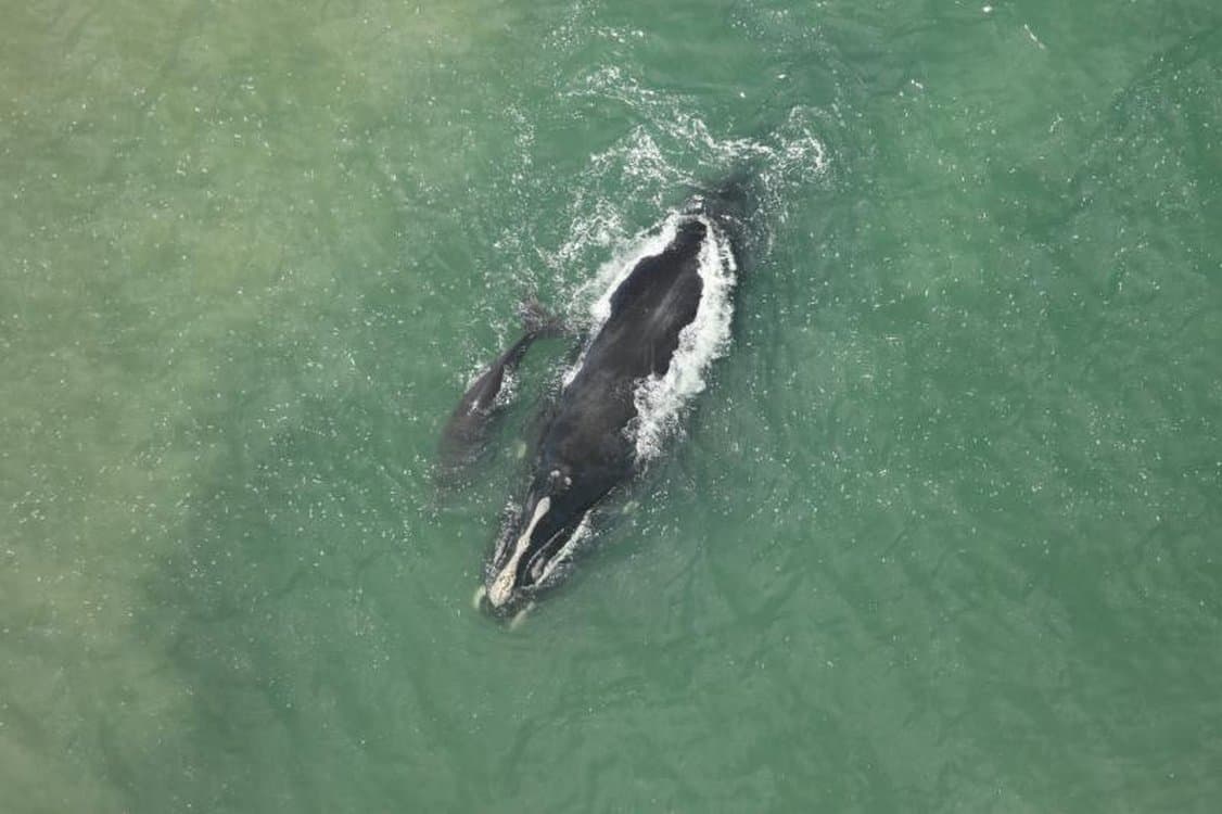 Right Whale Babies Bring Hope for Endangered Species