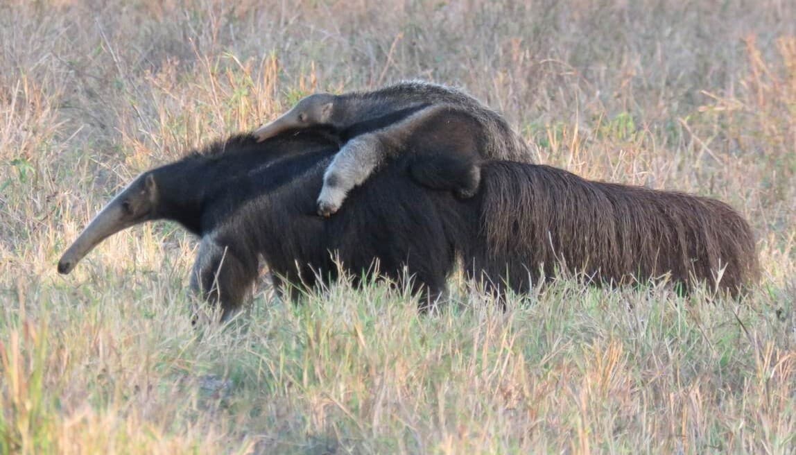 Giant anteaters thrive in Brazil reintroduction after two decades