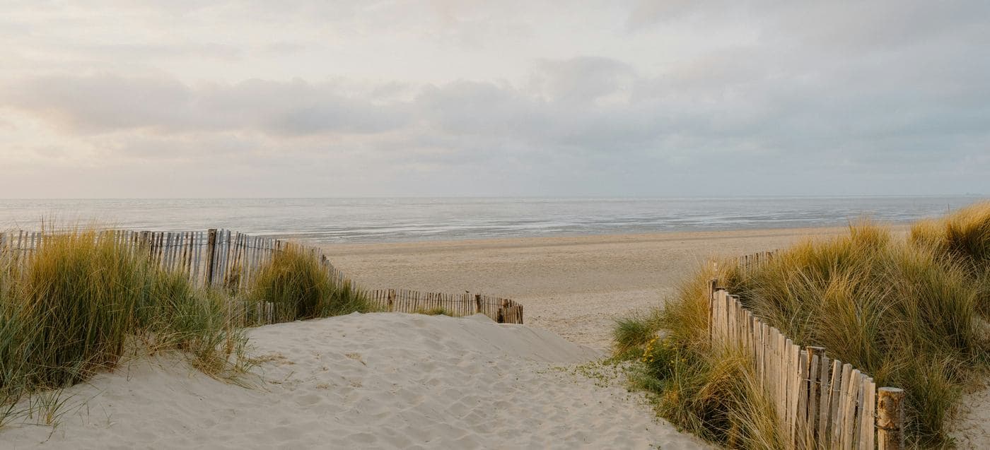 Santa Monica Beach Gets a Beautiful Natural Makeover