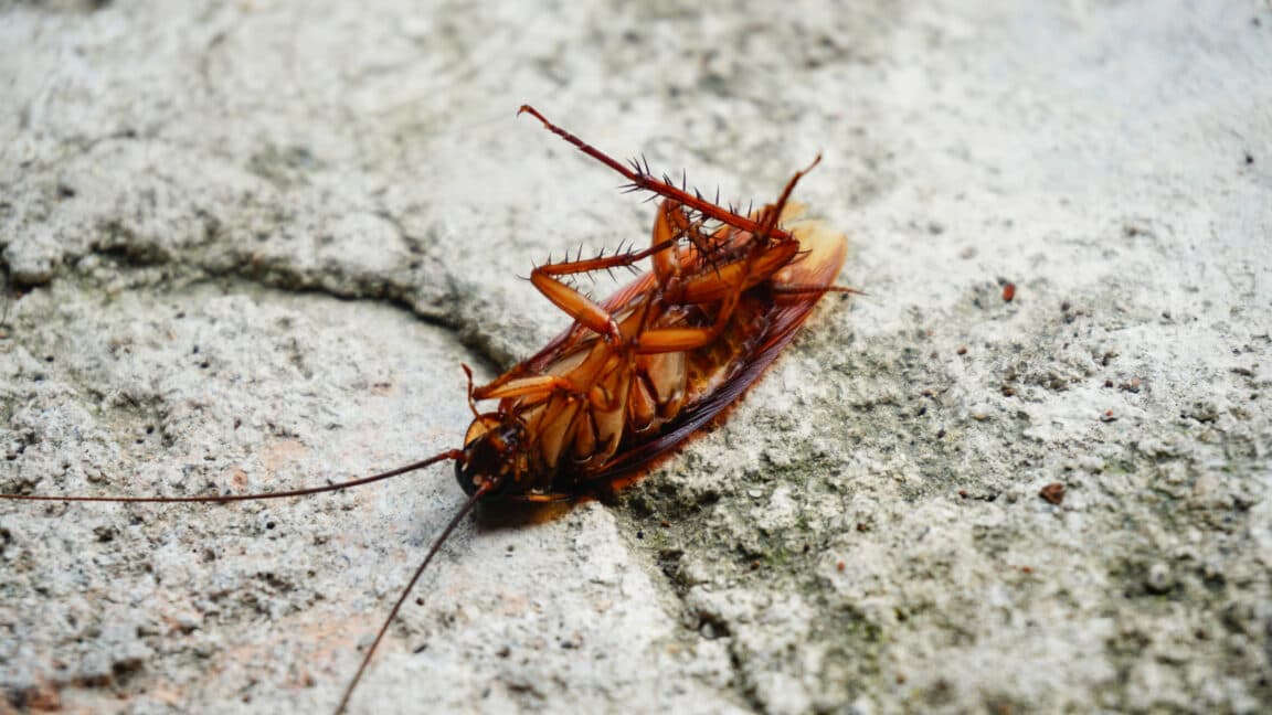 Cockroaches Carry Thousands of Bacterial Genomes Inside