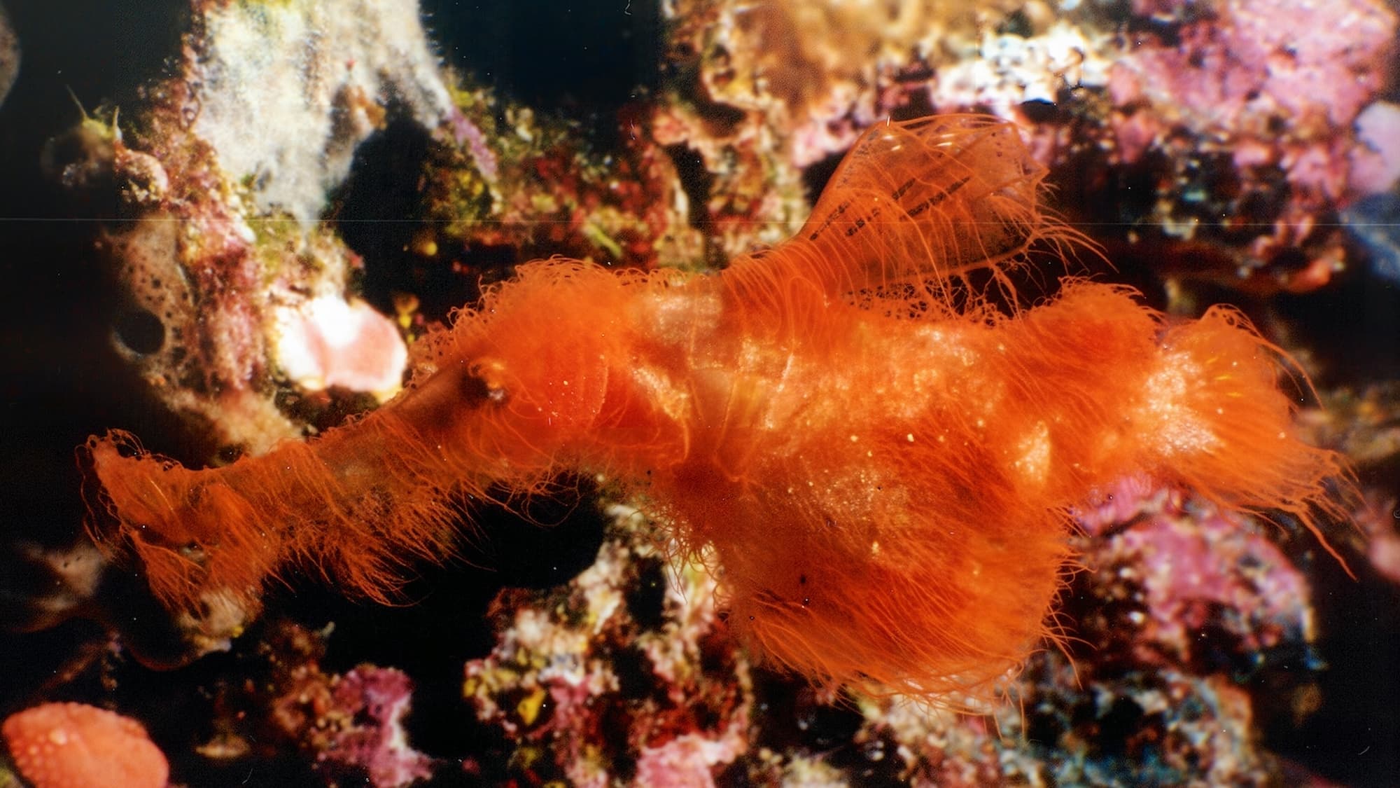 Meet the Ocean's Gentlest Giant Lookalike