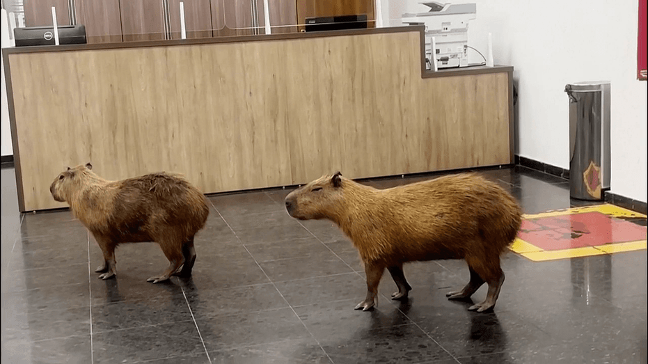 Capybaras Steal the Show at Brazilian Legislature