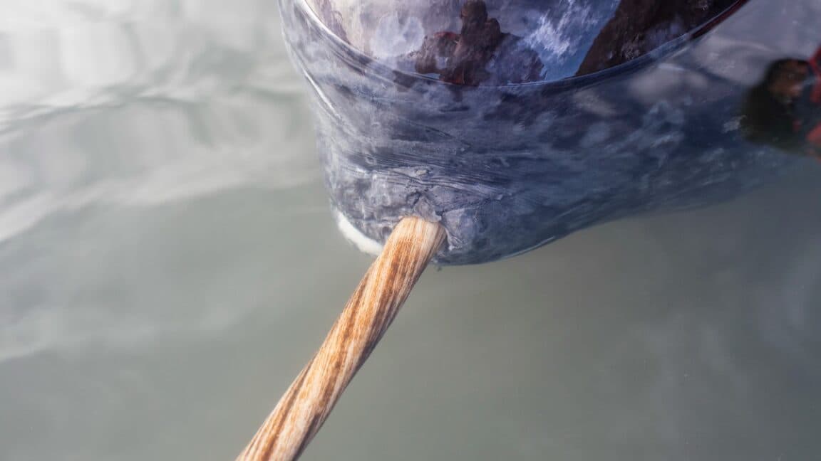 X-rays reveal the hidden twist inside narwhal tusks