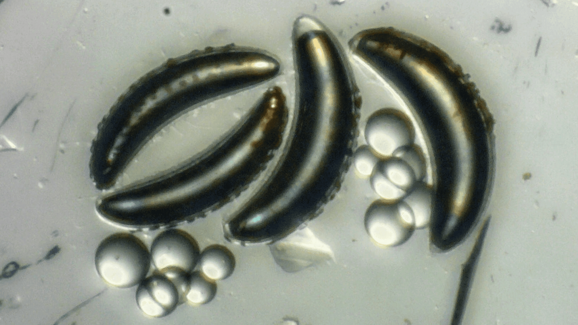 Lake Flies Shatter Pressure Records, Rewriting Ocean Limits