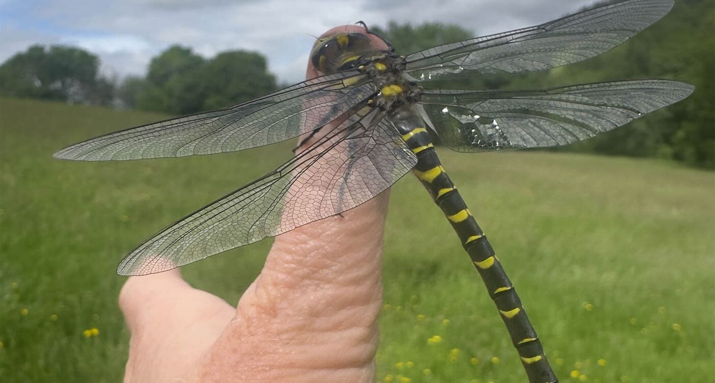 Britain's Rarest Dragonfly Lands on Woman's Thumb