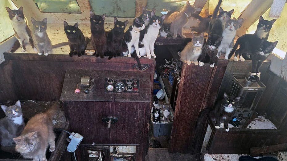 Sixty Cats Rescued From Abandoned Sailboat in Epic Operation