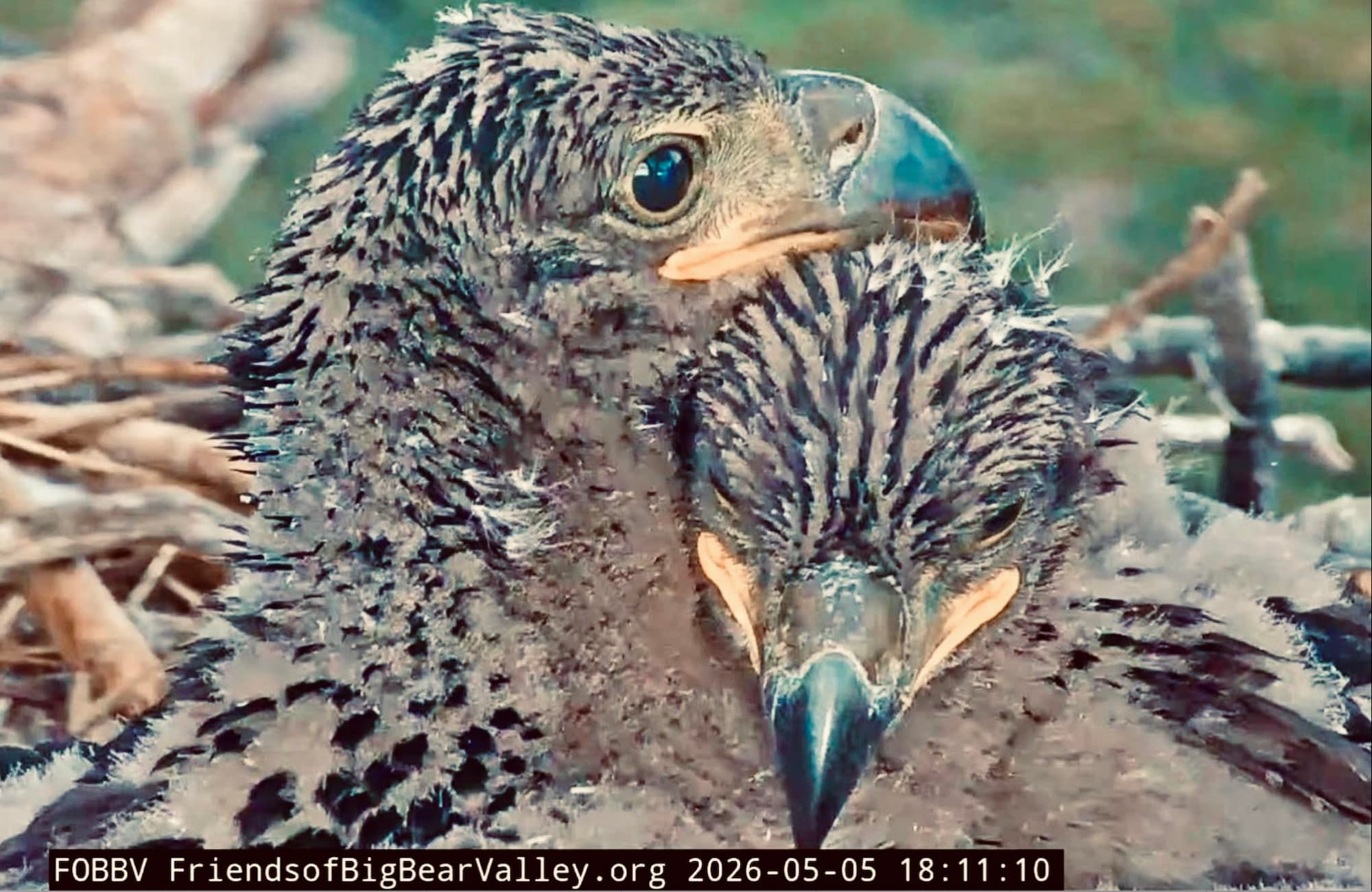 Eaglets' Eyes Open Wide to Their World