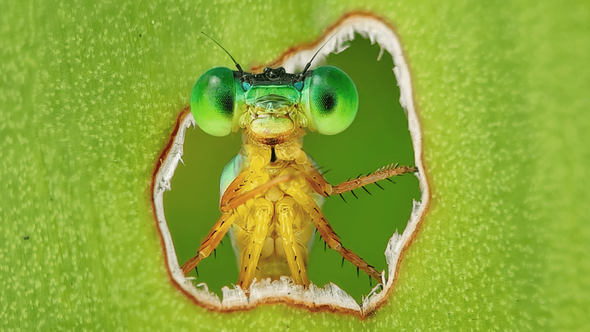 11 stunning images celebrating Earth's biodiversity and scientific discovery