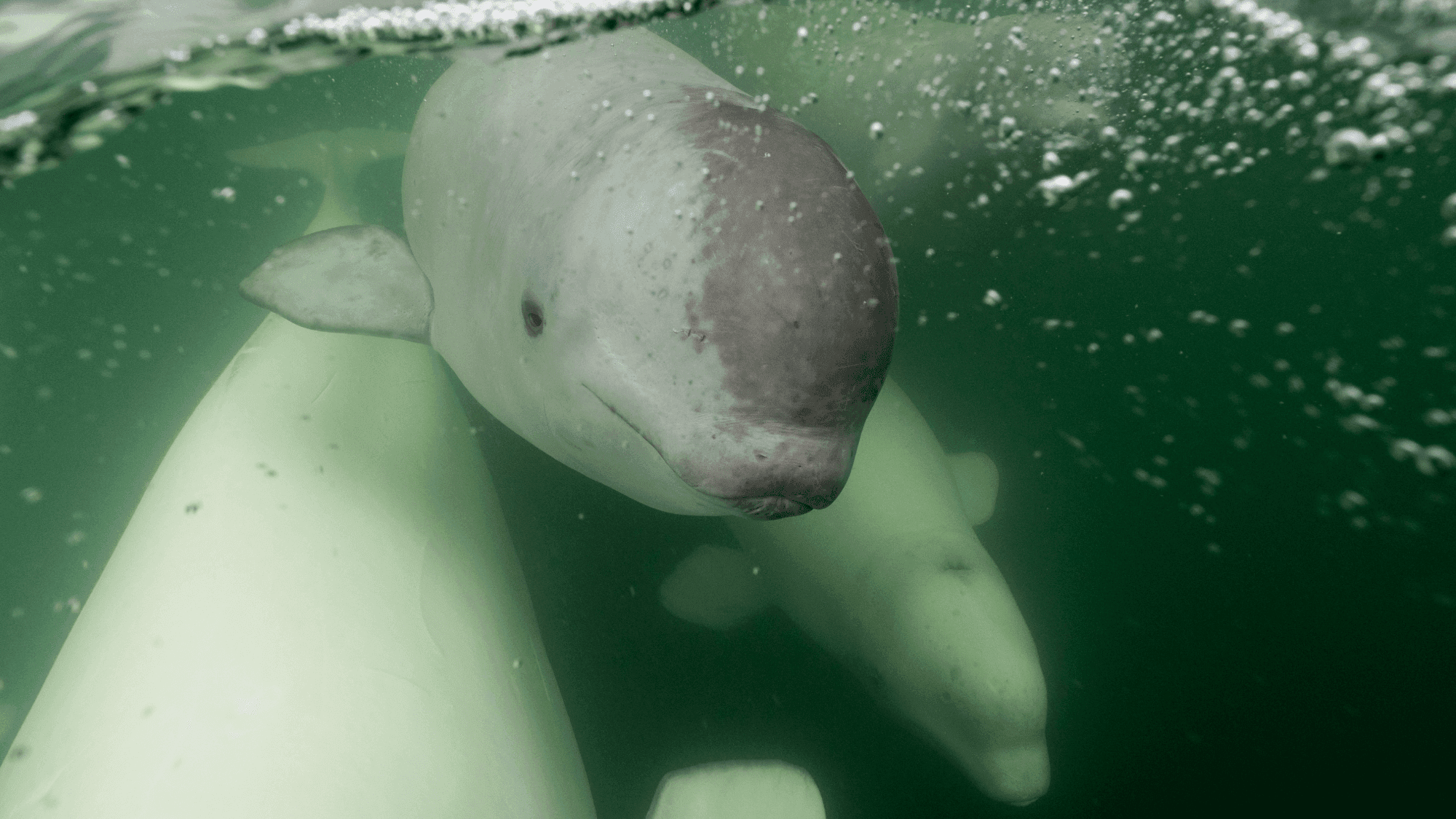 Watch belugas swim live from your couch
