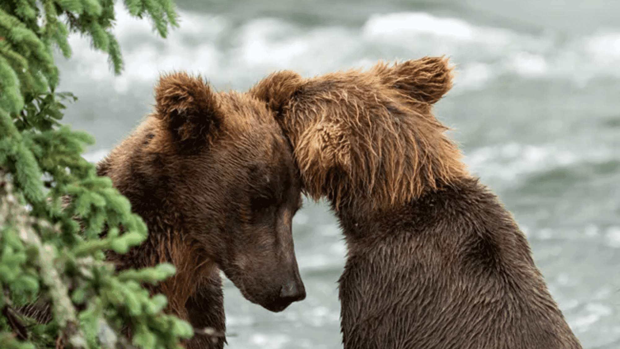 Katmai's bears simply spread their wings this August