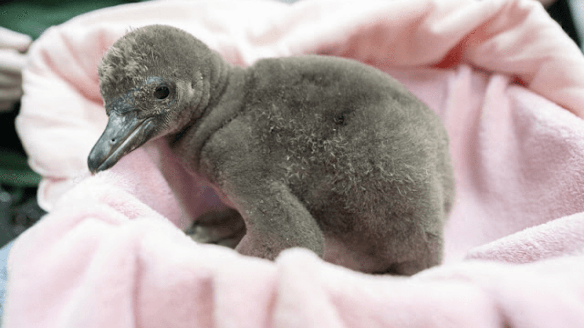 Seattle Welcomes Adorable Desert Penguin Chick