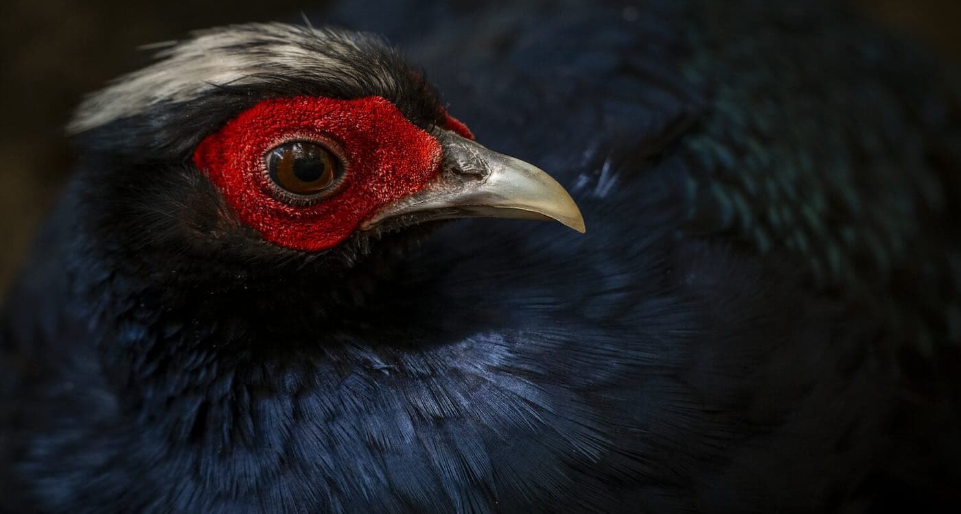 Magnificent Pheasant Returns Home After Two Decades Missing