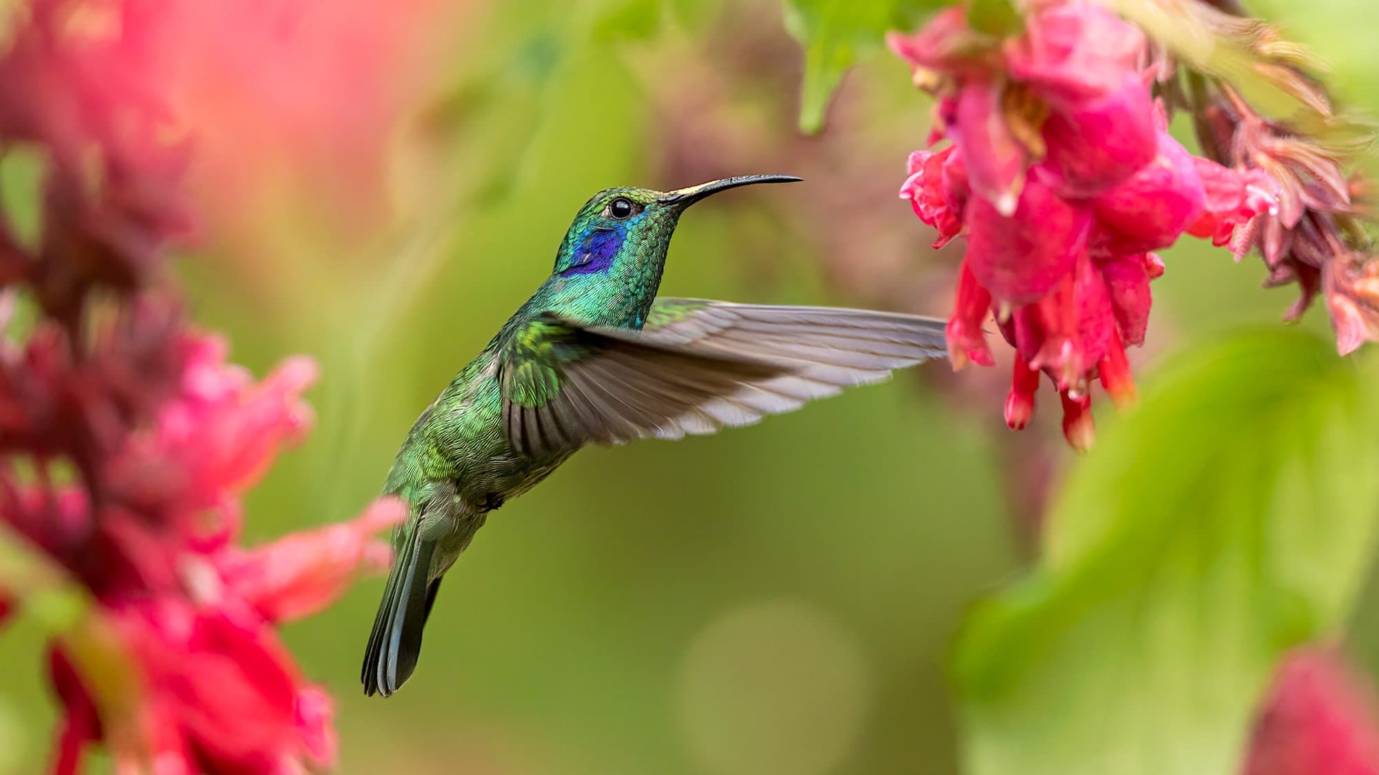 Hummingbirds Create Tiny Tornadoes to Generate Their Buzz