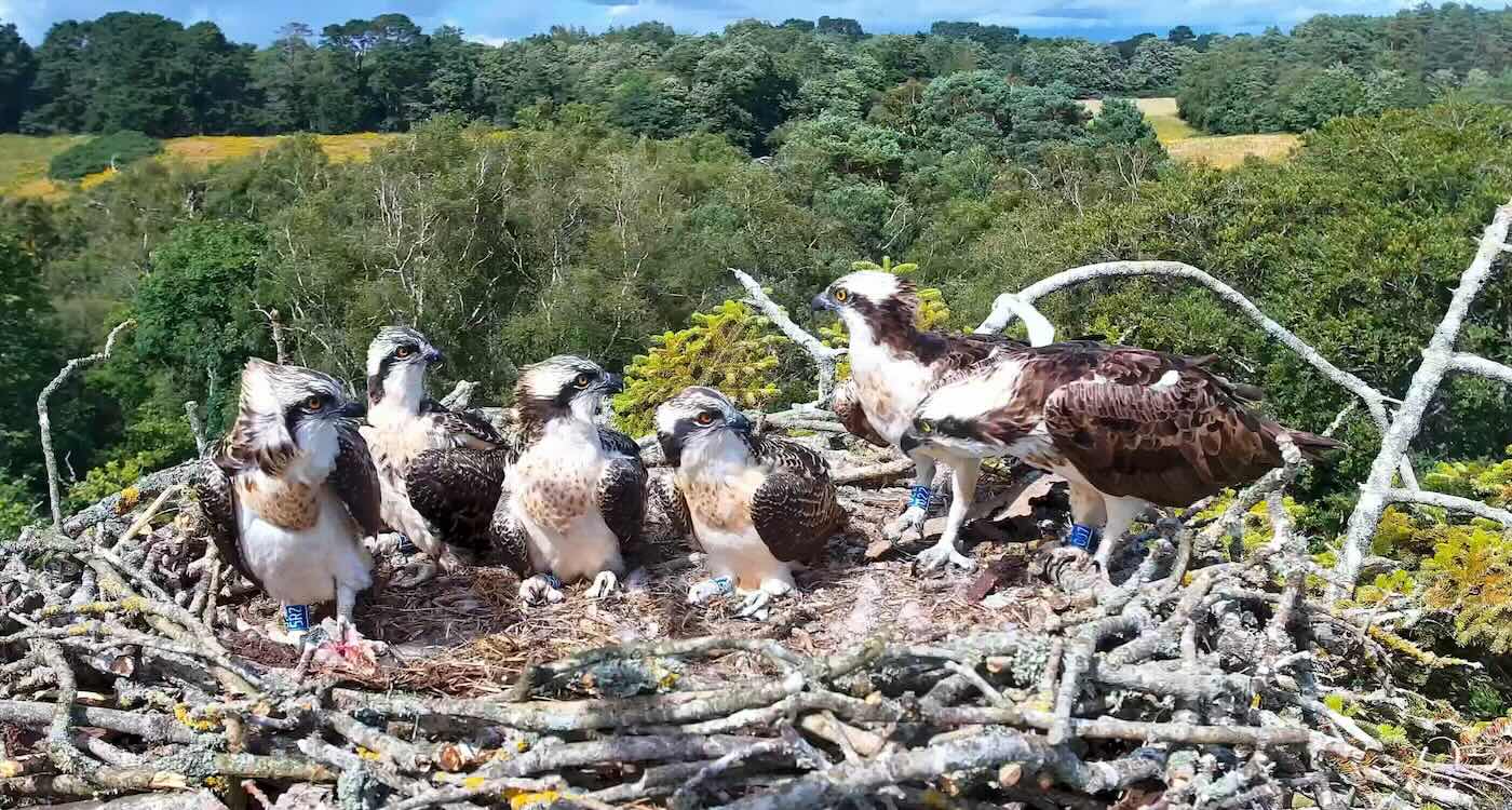 Trailblazing Birds Help Osprey Population Soar in Britain
