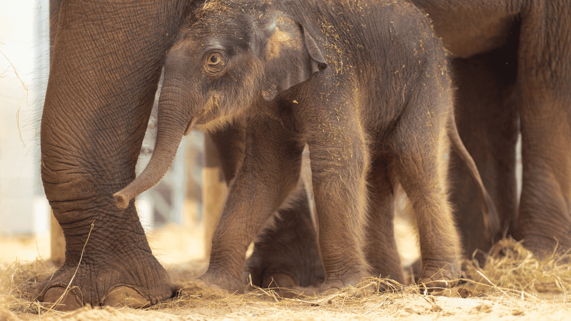 Say Hello to Sam Houston, Baby Elephant