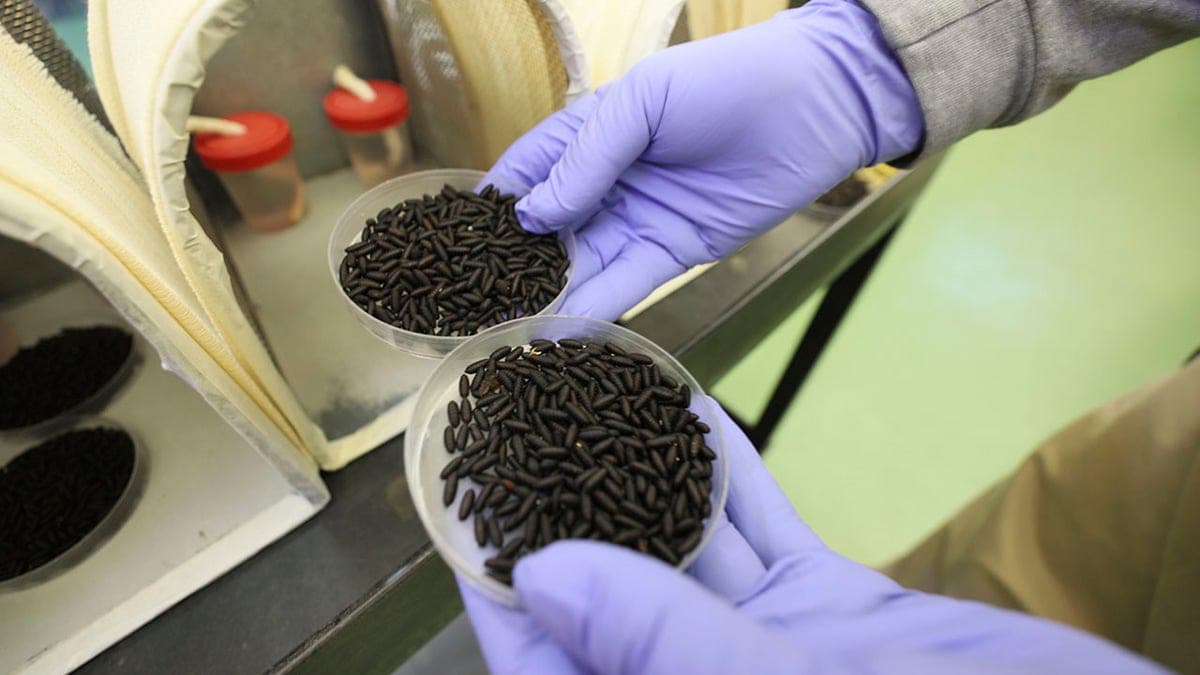 Flesh-eating parasite invades Texas via cartel-controlled Mexican border