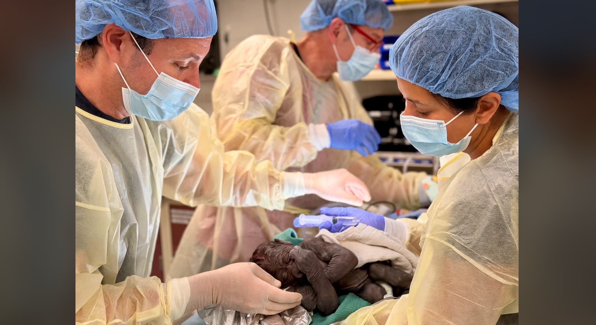 Emergency surgery saves gorilla and newborn during difficult birth