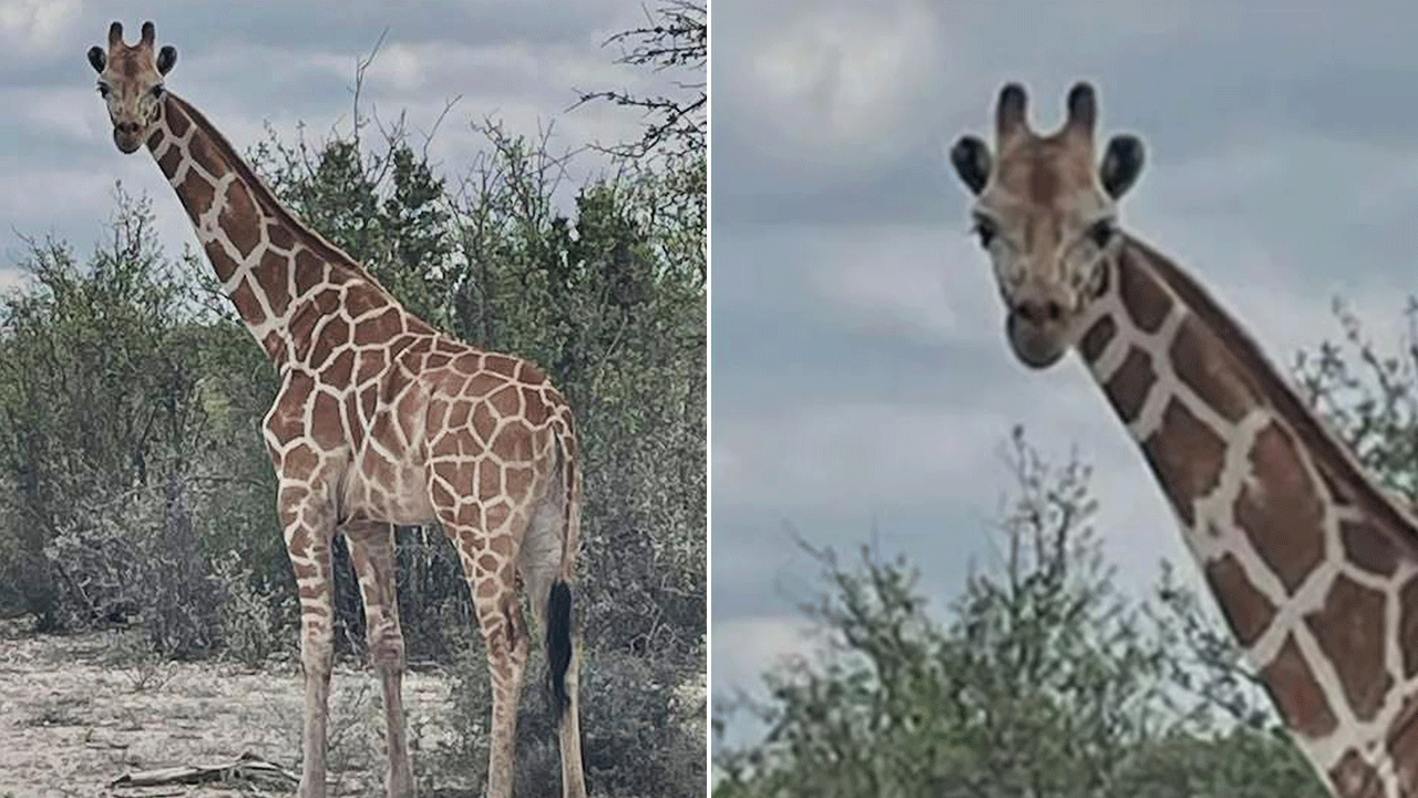 Missing Texas Giraffe Gracie Found Safe After Two Weeks