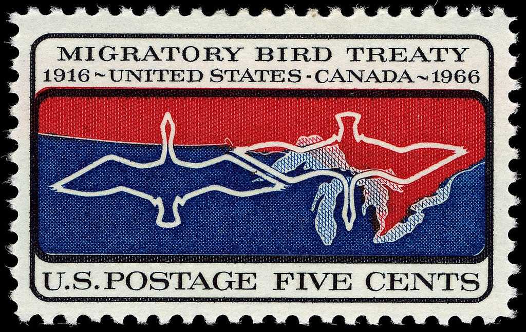 A Century of Wings: Treaty That Saved Millions of Birds