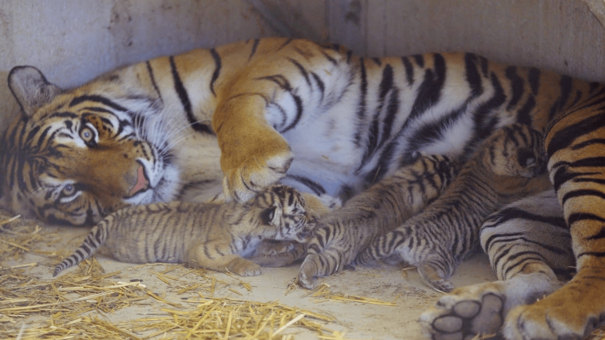Three Bengal tiger cubs roar into Kansas