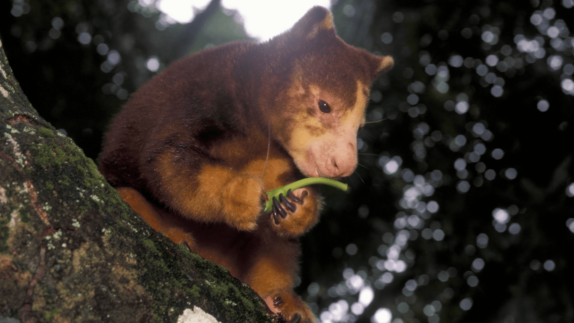 Adorable Animals Compete to Save Endangered Species