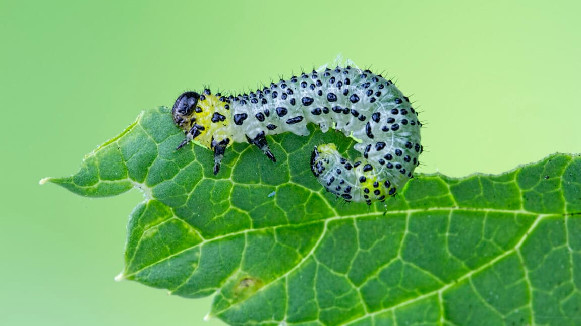 Beans Weaponize Immune System Against Insect Invaders