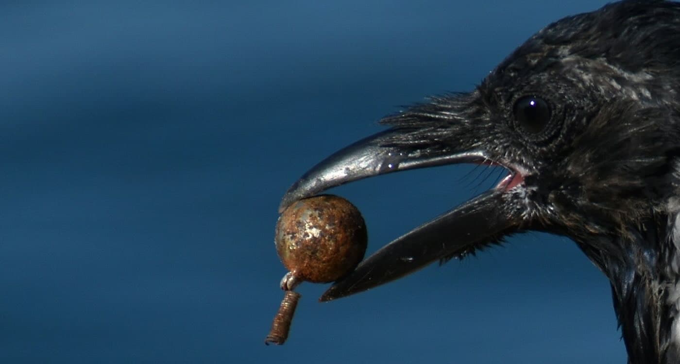 Grateful Crows Gift Woman Who Rescued One