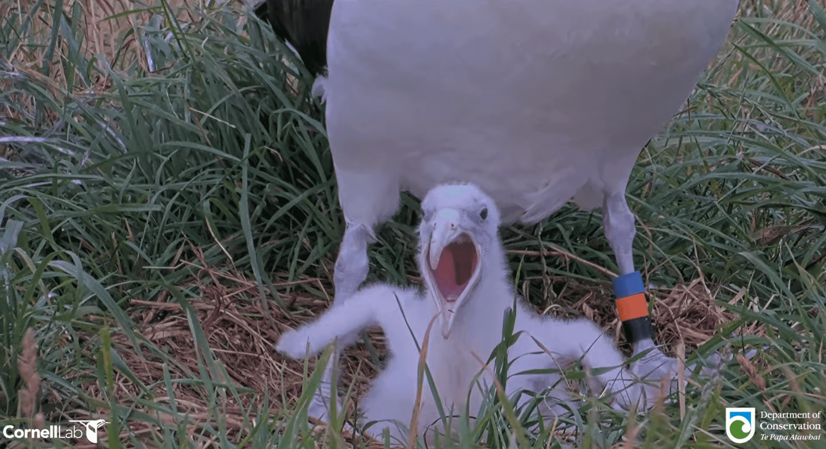 Nature's greatest hits: nesting season surprises