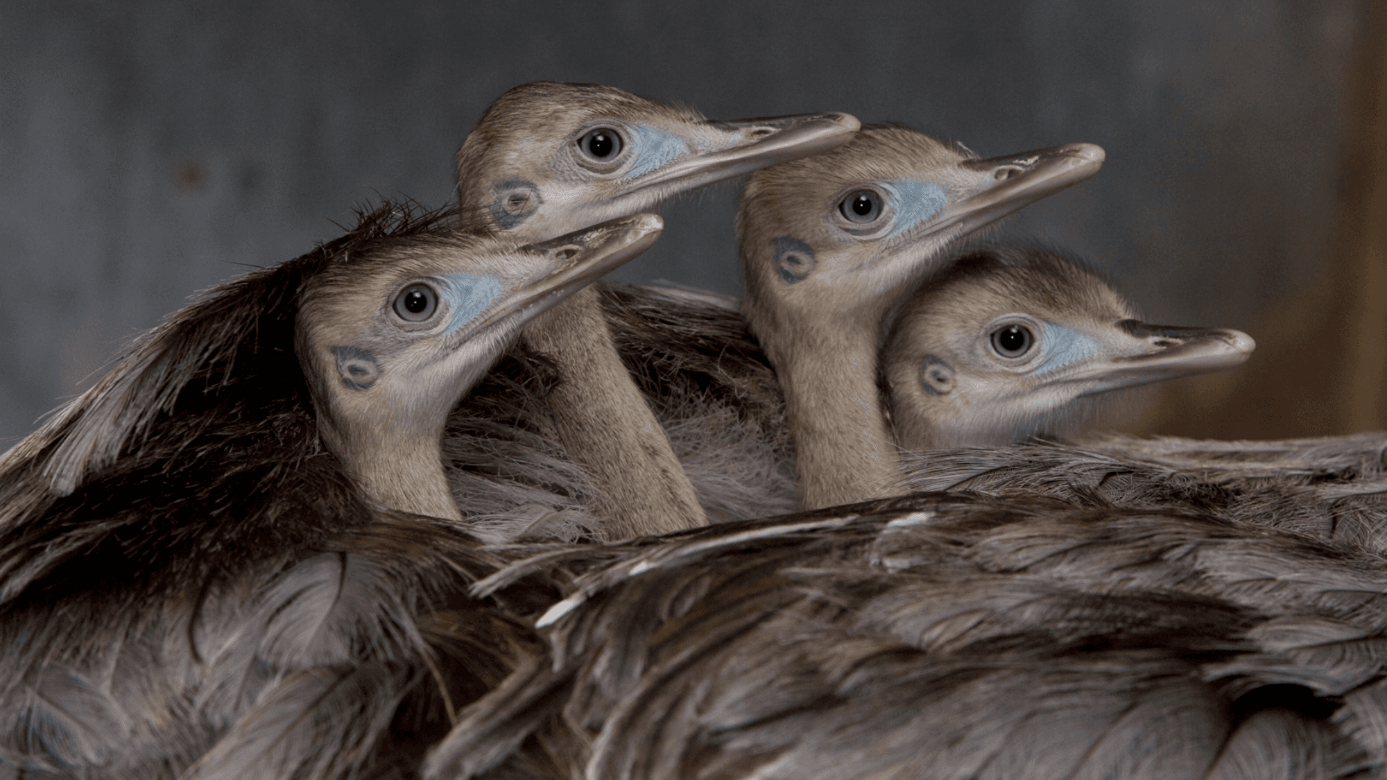 Animal Dads Show Us How It's Done