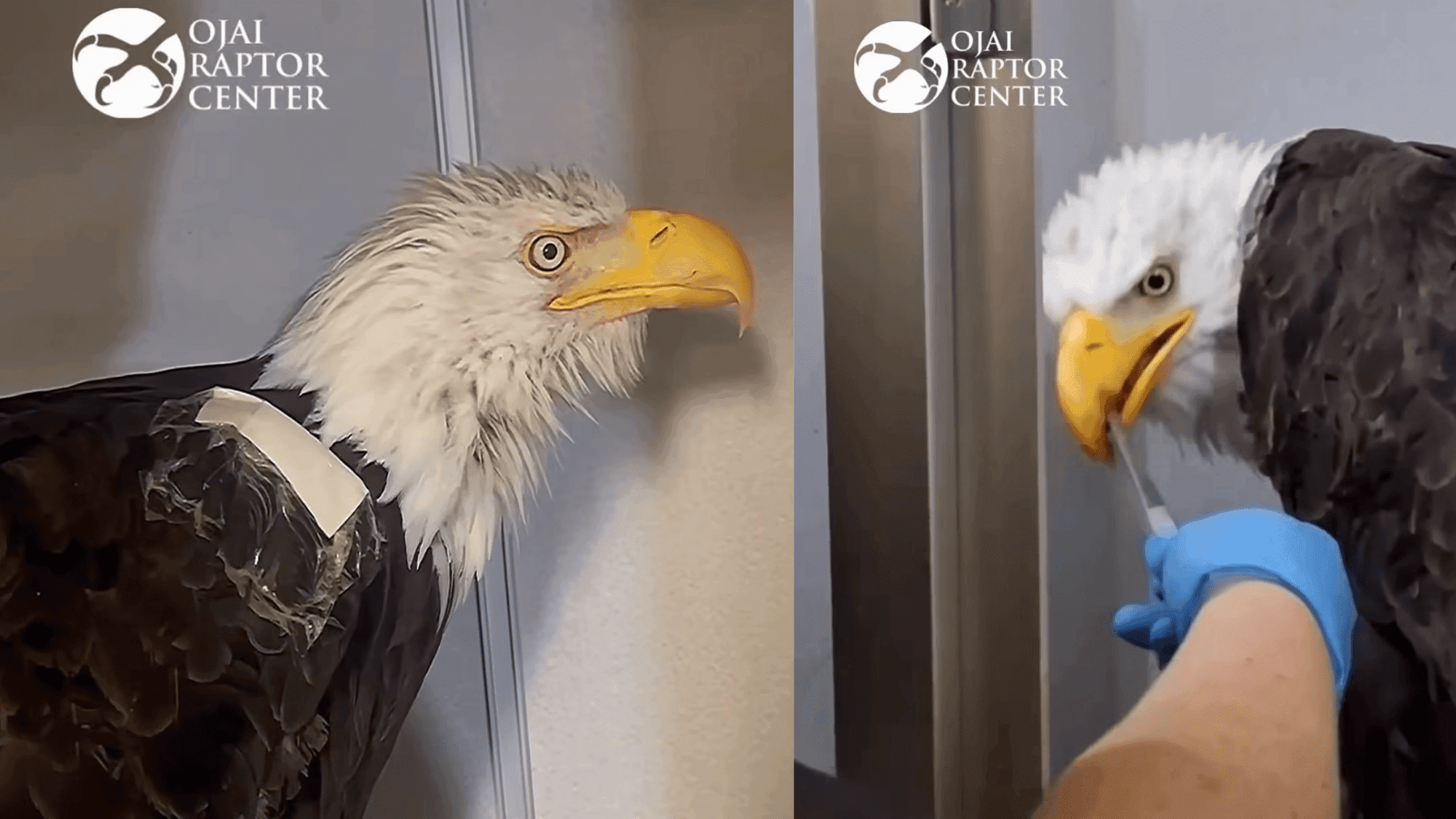 Injured eagle Jackie shows fighting spirit during recovery