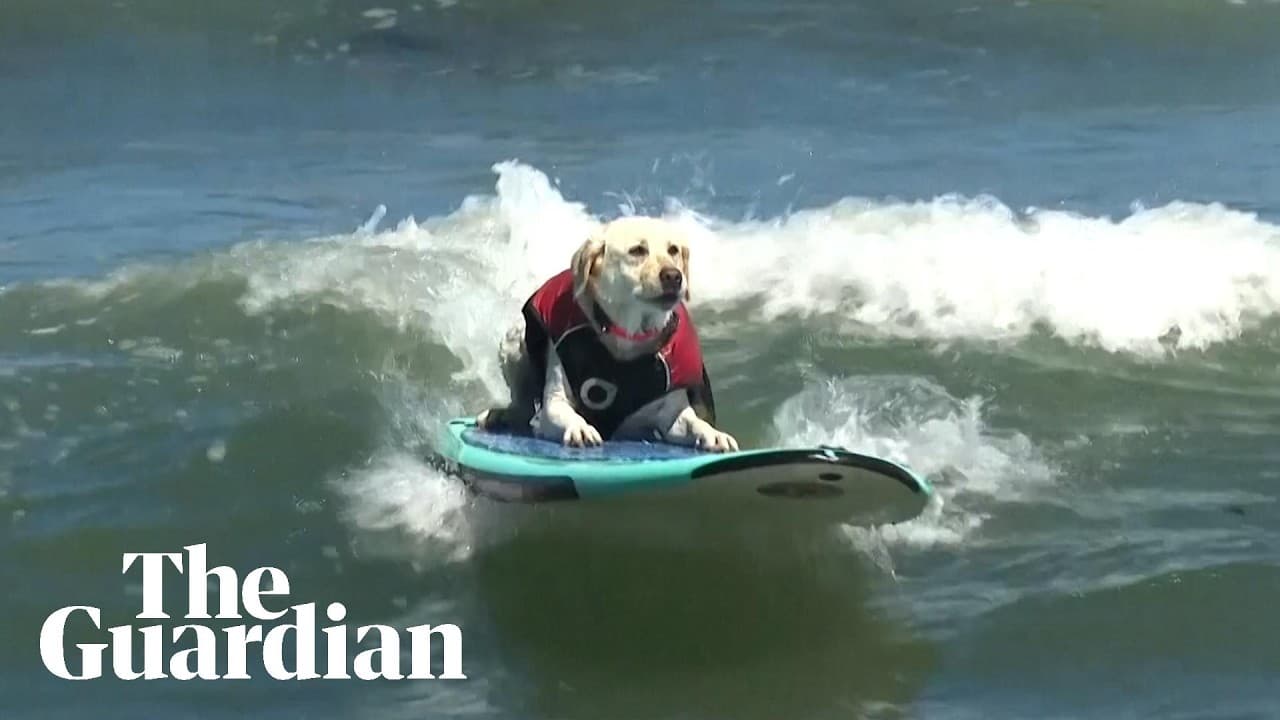 Meet Rippin' Rosie, Four-Legged Surfing Champion