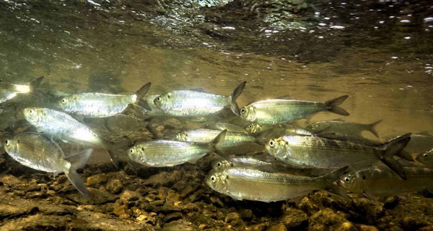 River Herring Make a Triumphant Comeback