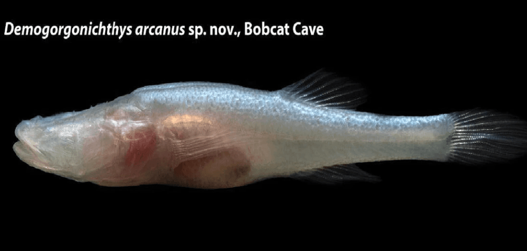 Eyeless 'Demon' Fish Surfaces in Alabama—Rarest of Rare