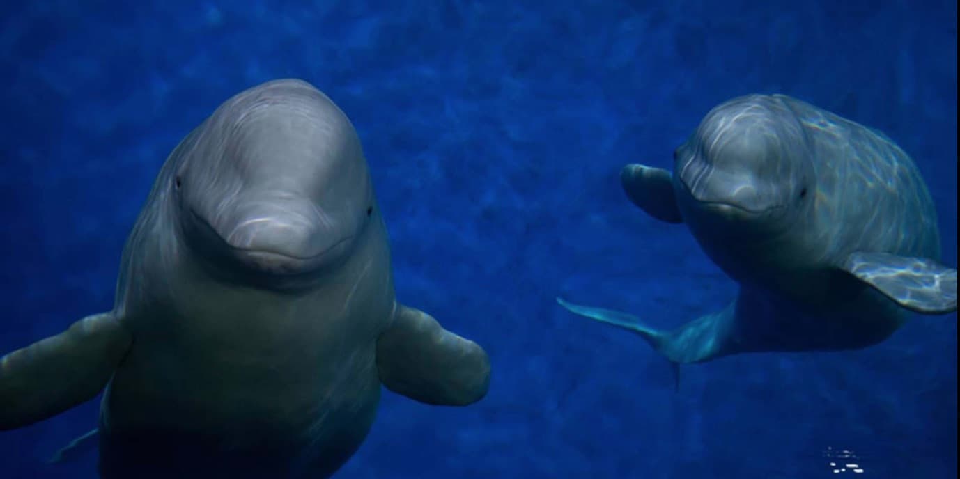 30 Beluga Whales Finally Swim Toward Freedom