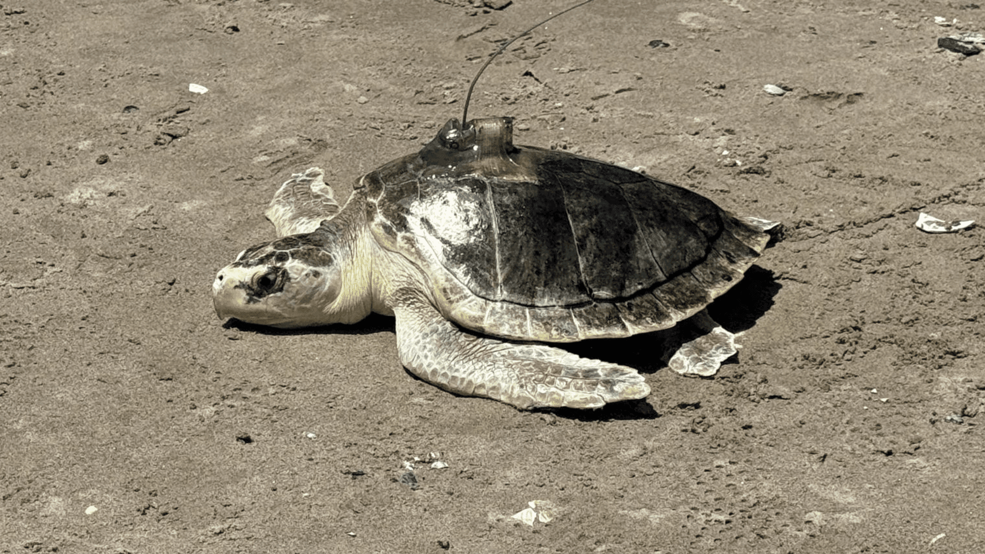 Pancake the sea turtle swims toward a brighter future